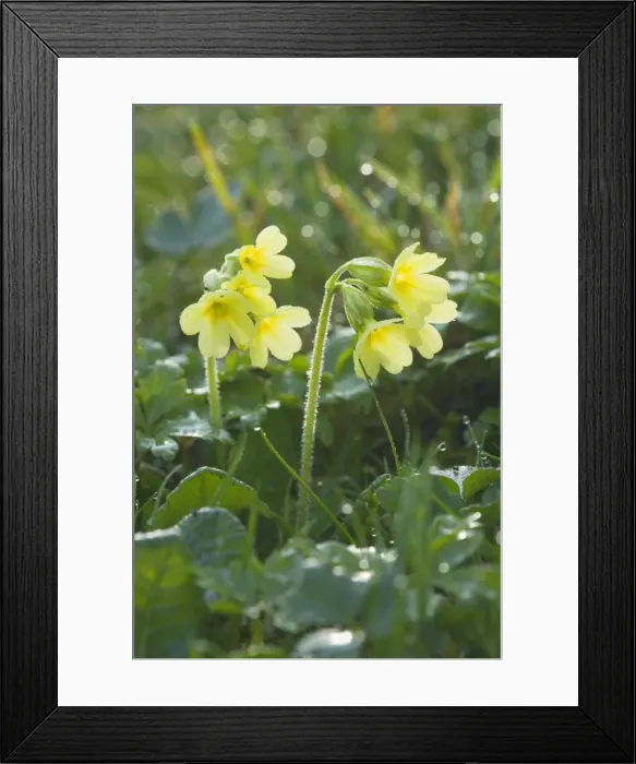 Framed Print : Picture No. 10896839 Framed Print : Picture No. 10896839
