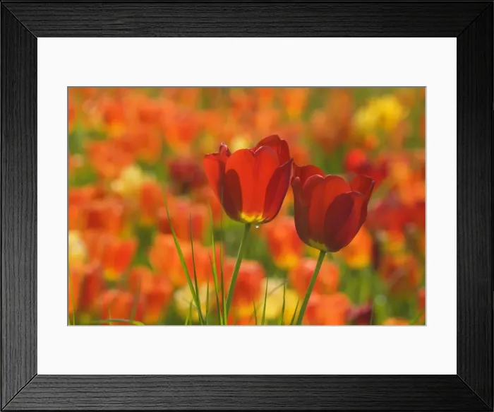Framed Print : Picture No. 10896840 Framed Print : Picture No. 10896840