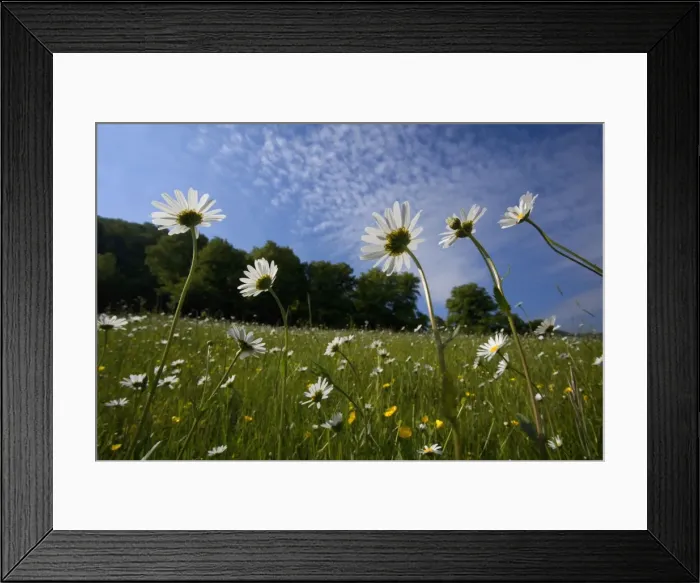 Framed Print : Picture No. 10896835