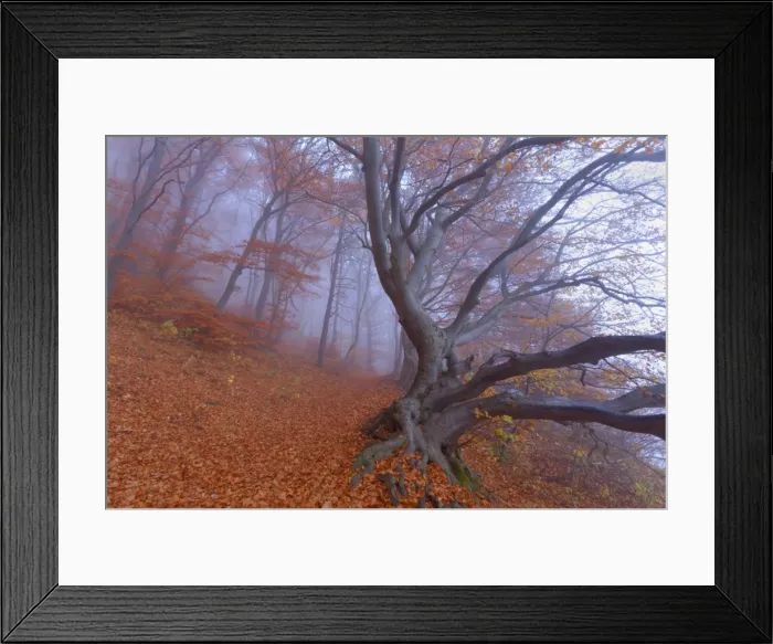 Framed Print : Picture No. 10896844 Framed Print : Picture No. 10896844