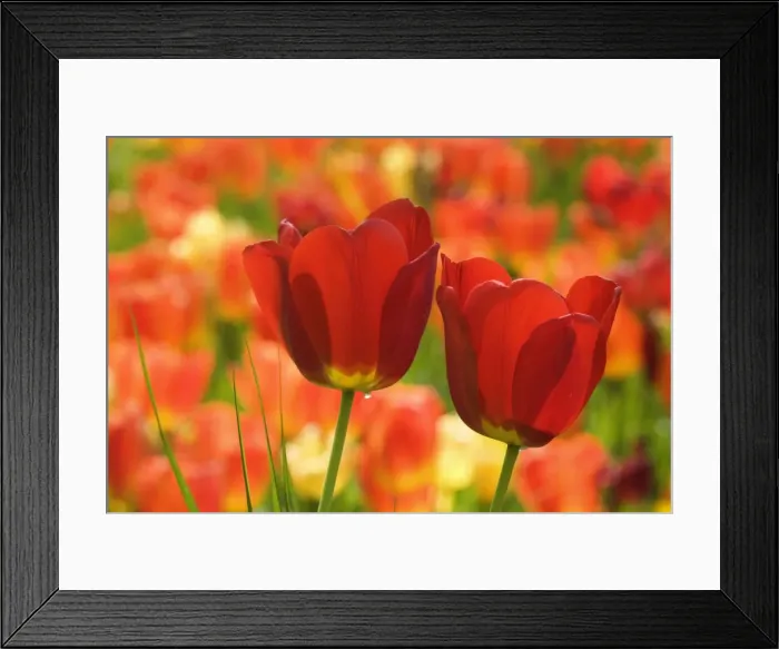 Framed Print : Picture No. 10896841