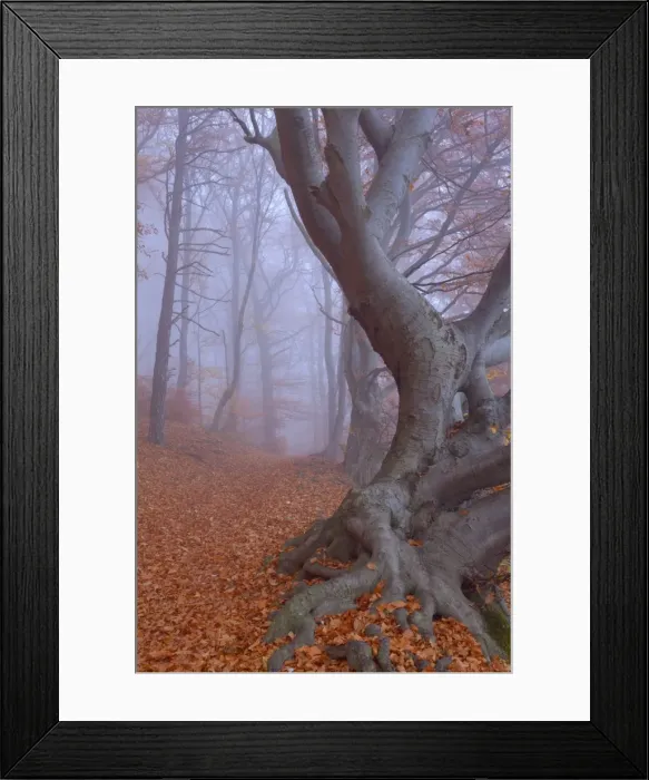 Framed Print : Picture No. 10896842 Framed Print : Picture No. 10896842