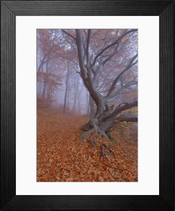 Framed Print : Picture No. 10896843 Framed Print : Picture No. 10896843