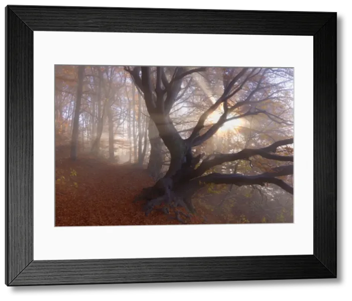 Framed Print : Picture No. 10896850 Framed Print : Picture No. 10896850