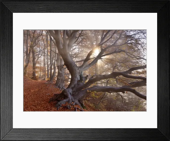 Framed Print : Picture No. 10896851 Framed Print : Picture No. 10896851