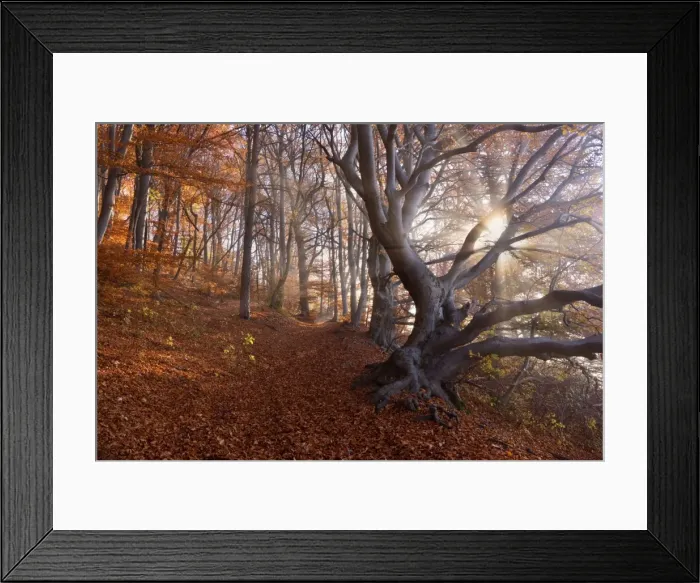 Framed Print : Picture No. 10896852 Framed Print : Picture No. 10896852