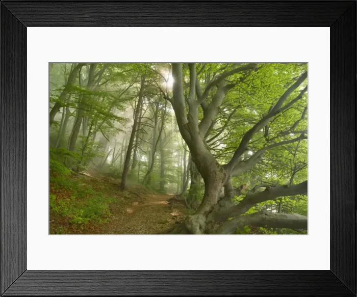 Framed Print : Picture No. 10896855 Framed Print : Picture No. 10896855