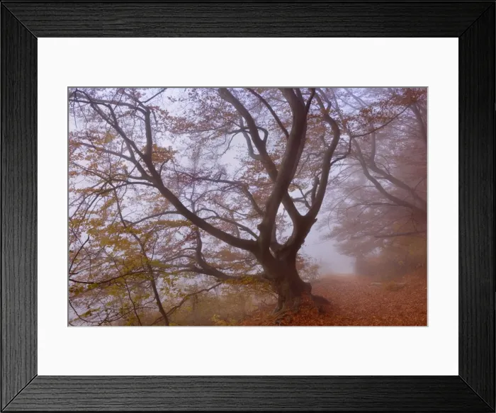 Framed Print : Picture No. 10896849