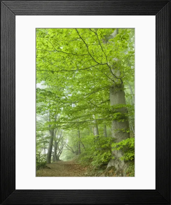 Framed Print : Picture No. 10896854 Framed Print : Picture No. 10896854