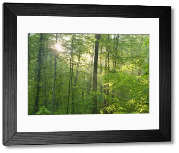Framed Print : Picture No. 10896906 Framed Print : Picture No. 10896906