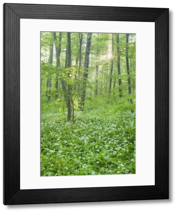 Framed Print : Picture No. 10896908 Framed Print : Picture No. 10896908