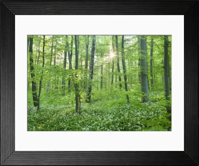 Framed Print : Picture No. 10896909 Framed Print : Picture No. 10896909