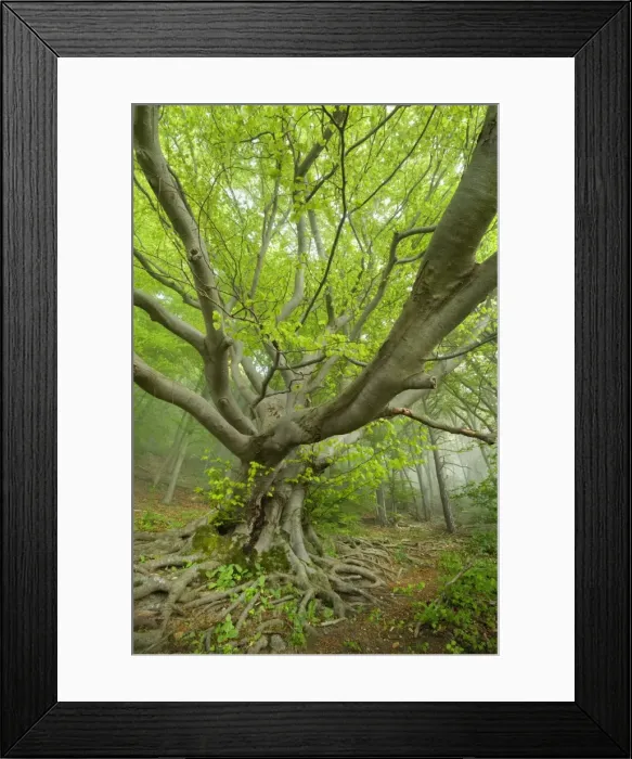 Framed Print : Picture No. 10896913 Framed Print : Picture No. 10896913