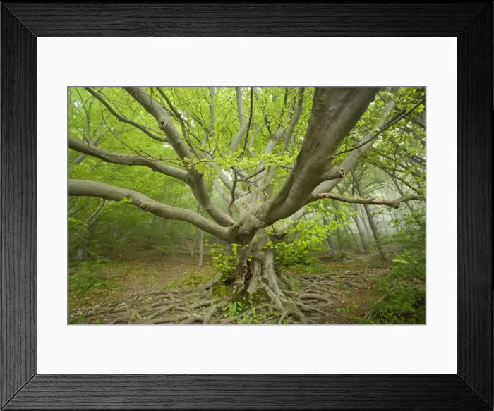Framed Print : Picture No. 10896912 Framed Print : Picture No. 10896912