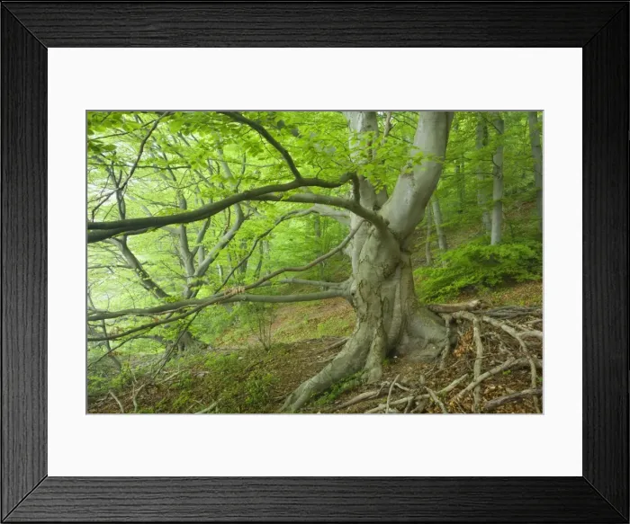 Framed Print : Picture No. 10896914