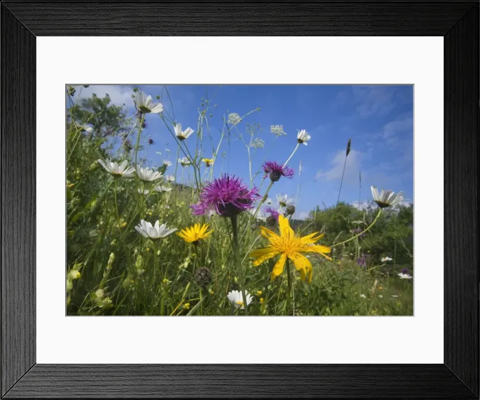 Framed Print : Picture No. 10896920 Framed Print : Picture No. 10896920