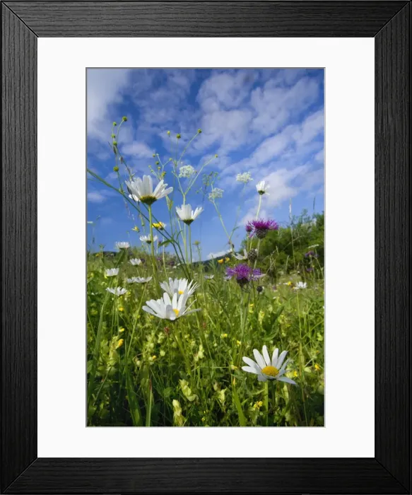 Framed Print : Picture No. 10896922