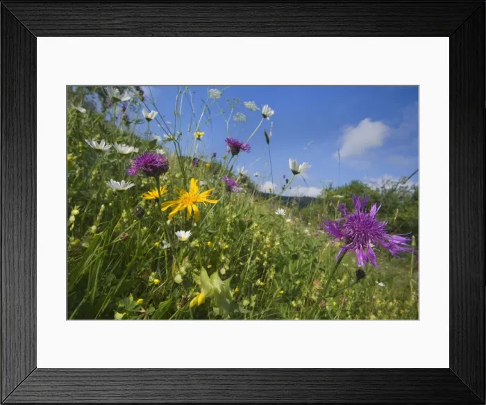 Framed Print : Picture No. 10896921 Framed Print : Picture No. 10896921