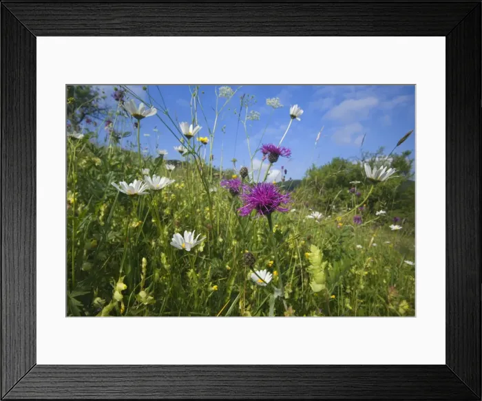 Framed Print : Picture No. 10896923 Framed Print : Picture No. 10896923