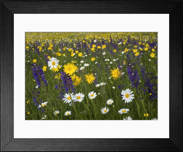 Framed Print : Picture No. 10896925
