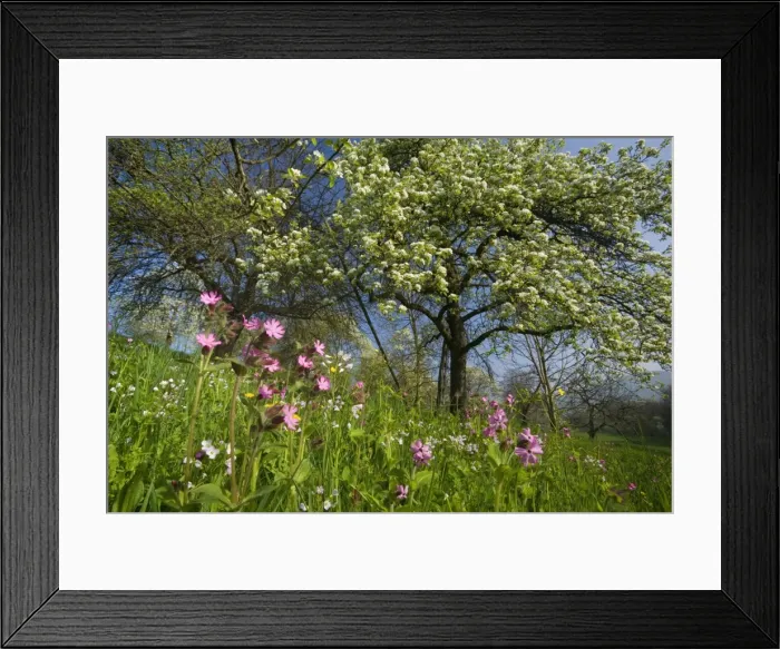 Framed Print : Picture No. 10896916 Framed Print : Picture No. 10896916