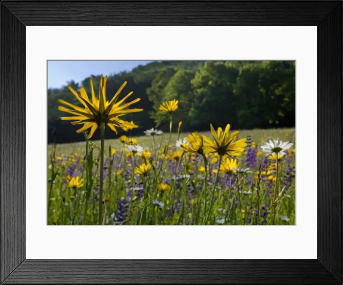 Framed Print : Picture No. 10896927 Framed Print : Picture No. 10896927