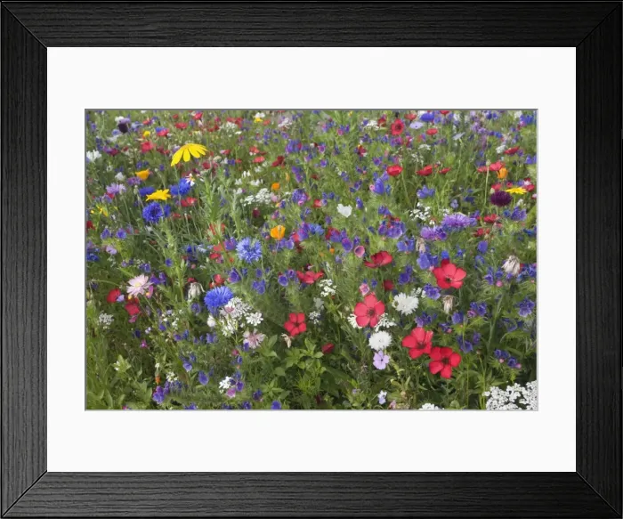 Framed Print : Picture No. 10896929 Framed Print : Picture No. 10896929