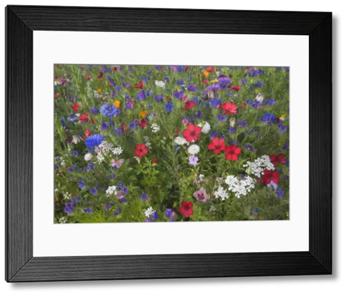 Framed Print : Picture No. 10896930 Framed Print : Picture No. 10896930