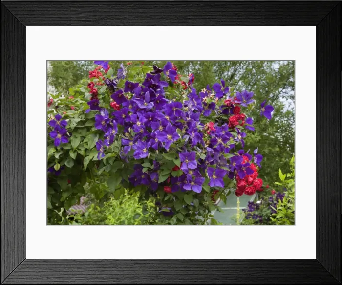 Framed Print : Picture No. 10896931 Framed Print : Picture No. 10896931