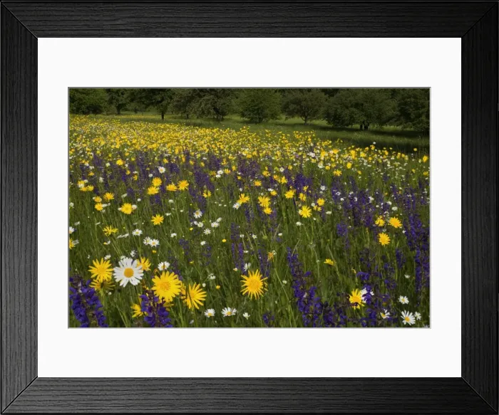 Framed Print : Picture No. 10896926 Framed Print : Picture No. 10896926