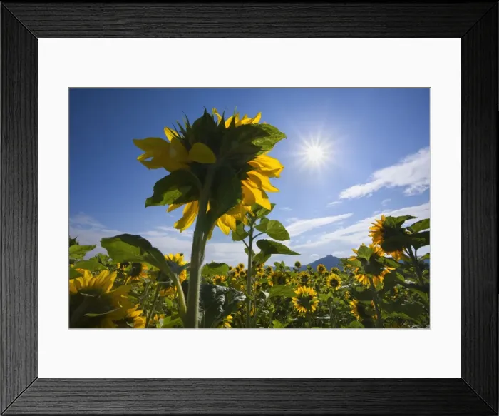 Framed Print : Picture No. 10896935