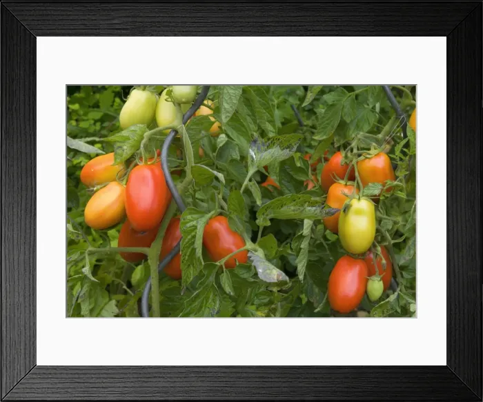 Framed Print : Picture No. 10896937 Framed Print : Picture No. 10896937