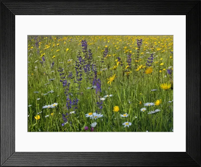 Framed Print : Picture No. 10896928 Framed Print : Picture No. 10896928