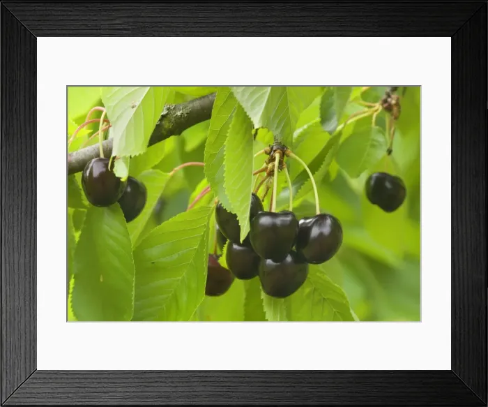 Framed Print : Picture No. 10896936 Framed Print : Picture No. 10896936