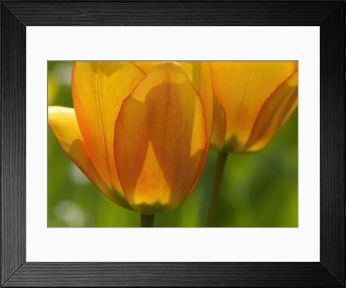 Framed Print : Picture No. 10896942