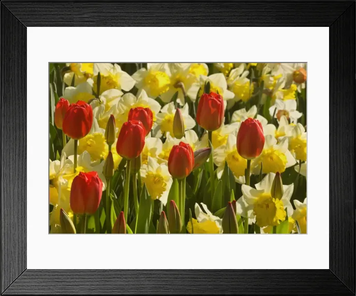Framed Print : Picture No. 10896941