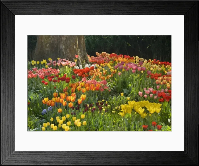 Framed Print : Picture No. 10896945 Framed Print : Picture No. 10896945