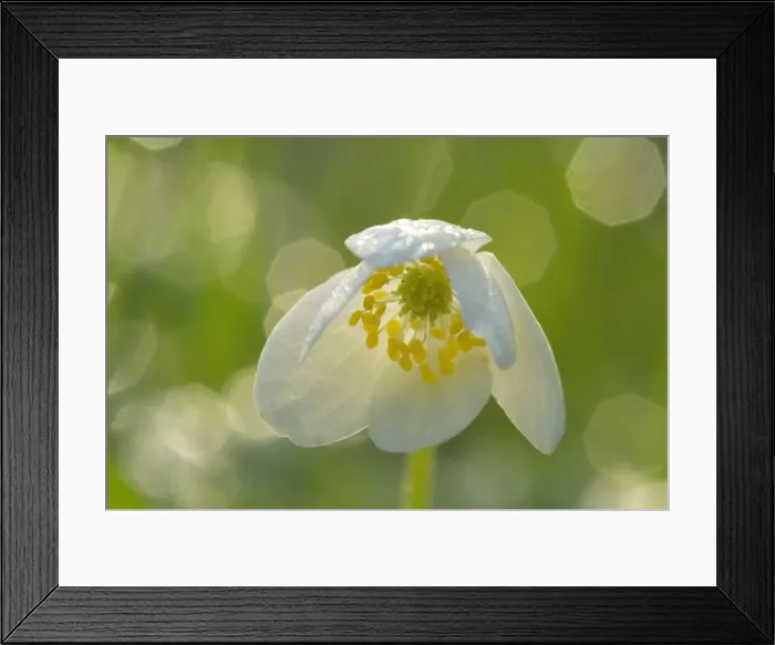 Framed Print : Picture No. 10896951 Framed Print : Picture No. 10896951