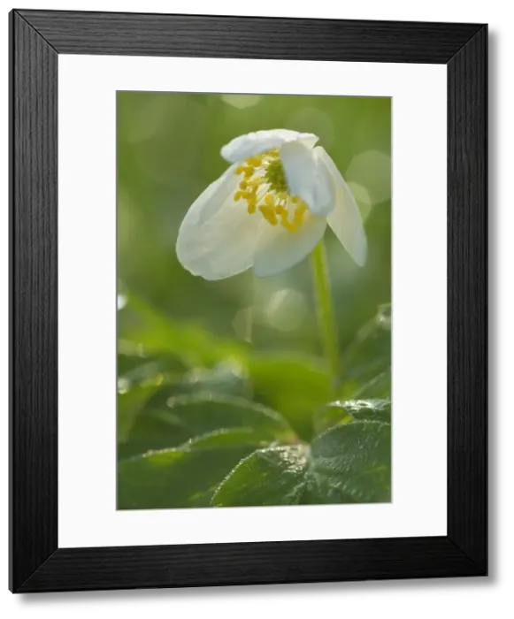 Framed Print : Picture No. 10896952 Framed Print : Picture No. 10896952