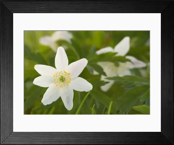 Framed Print : Picture No. 10896955 Framed Print : Picture No. 10896955