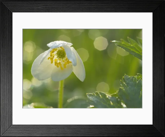 Framed Print : Picture No. 10896953 Framed Print : Picture No. 10896953