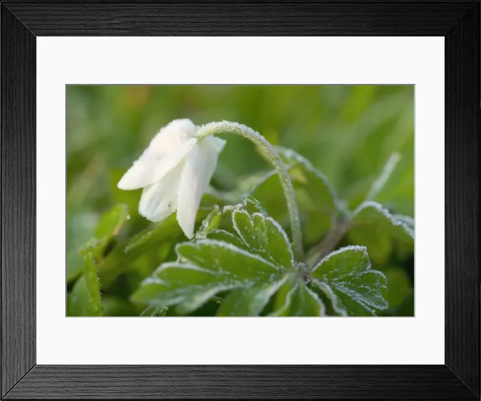 Framed Print : Picture No. 10896954 Framed Print : Picture No. 10896954