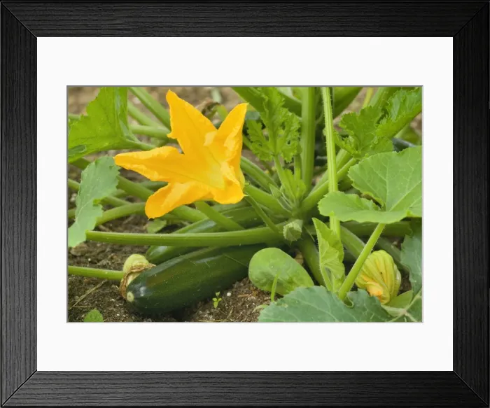 Framed Print : Picture No. 10896957 Framed Print : Picture No. 10896957
