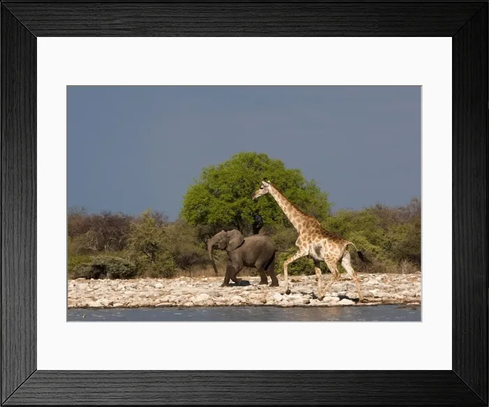 Framed Print : Picture No. 10896964 Framed Print : Picture No. 10896964