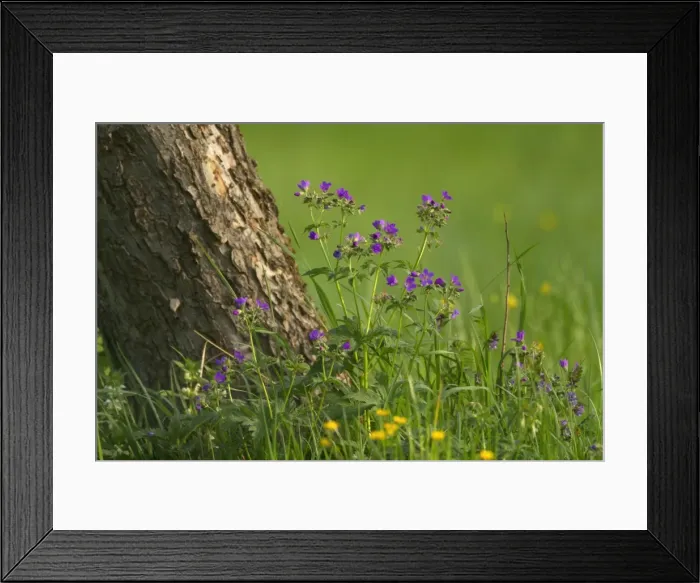 Framed Print : Picture No. 10896956 Framed Print : Picture No. 10896956
