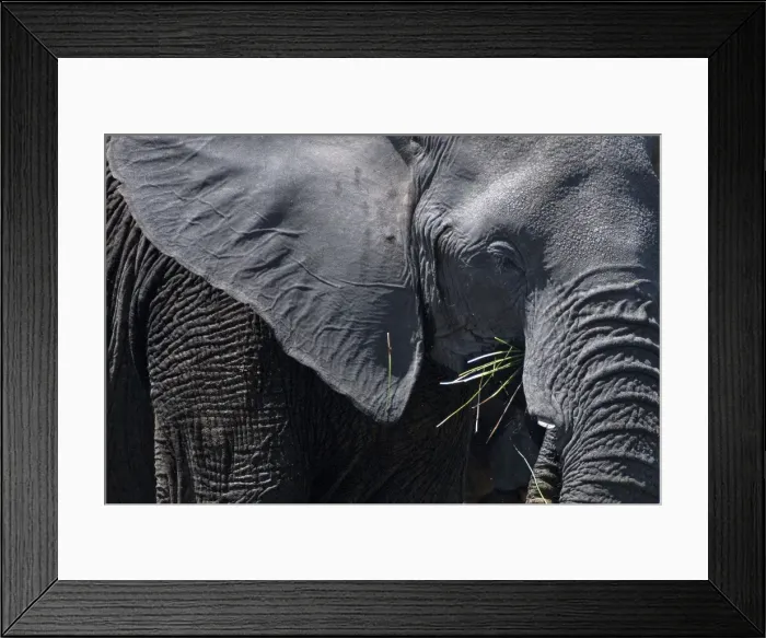 Framed Print : Picture No. 10896959 Framed Print : Picture No. 10896959