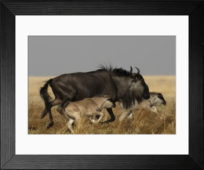 Framed Print : Picture No. 10896967 Framed Print : Picture No. 10896967