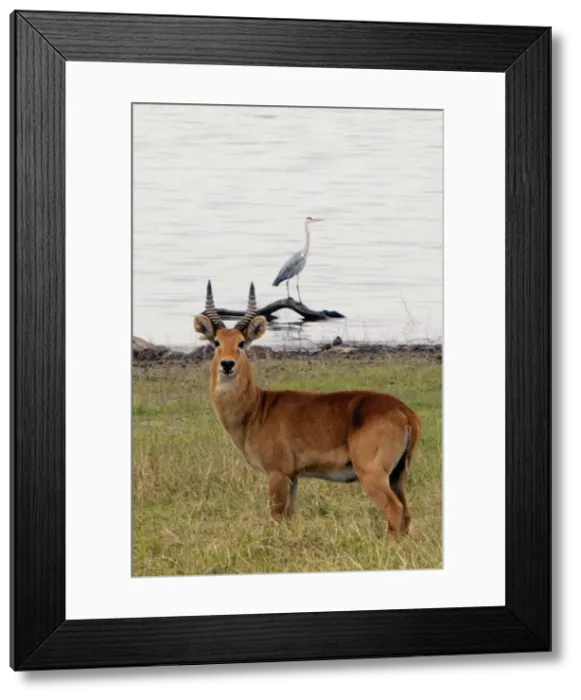 Framed Print : Picture No. 10896966 Framed Print : Picture No. 10896966