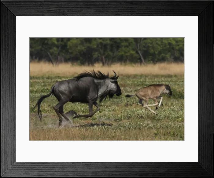 Framed Print : Picture No. 10896968 Framed Print : Picture No. 10896968
