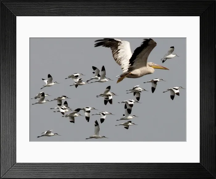 Framed Print : Picture No. 10896971 Framed Print : Picture No. 10896971